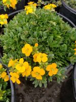 Erysimum x 'Glow Orange' - Image 2