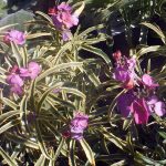 Erysimum x 'Variegatatum'