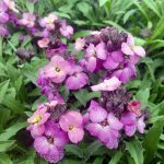 Erysimum x 'Winter Joy'