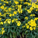 Erysimum x 'Winter Light'