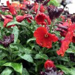 Erysimum x 'Winter Orchid'