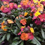 Erysimum x 'Winter Party'