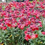 Erysimum x 'Winter Rouge'