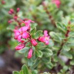 Escallonia 'Compakta'