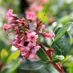 Escallonia 'Fradesii' PATIO