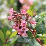 Escallonia 'Fradesii'
