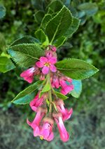 Escallonia 'Rubra' - Image 2