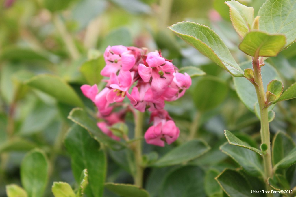 Escallonia-Terri Escallonia 'Terri' - Image 1