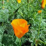 Eschscholzia californica