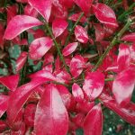 Euonymus alatus 'Compacta'