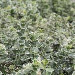 Euonymus fortunei 'Emerald Gaiety'