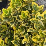 Euonymus japonicus 'Aureo-Marginata'