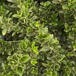 Euonymus japonicus 'Microphyllus'