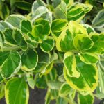 Euonymus japonicus 'Silver King'