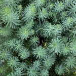 Euphorbia 'Dean's Hybrid'