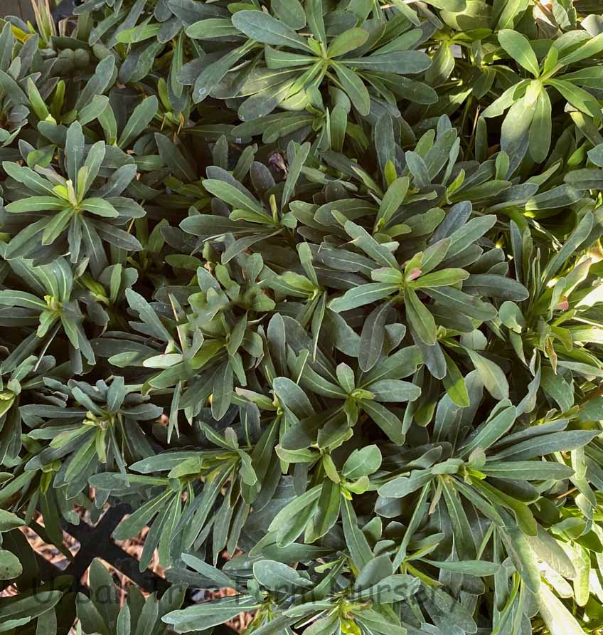 Euphorbia-amygdaloides-Purpurea Euphorbia amygdaloides 'Purpurea' - Image 1