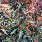Euphorbia amygdaloides 'Ruby Glow'
