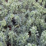 Euphorbia characias 'Glacier Blue'