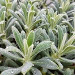 Euphorbia characias 'Portuguese Velvet'