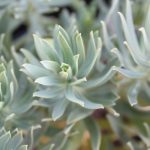 Euphorbia characias 'Wulfenii'