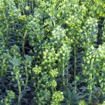 Euphorbia characias 'Wulfenii' x 'Shorty'