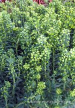 Euphorbia characias 'Wulfenii' x 'Shorty'