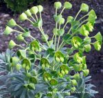 Euphorbia characias 'Wulfenii' x 'Shorty' - Image 2
