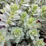 Euphorbia myrsinites