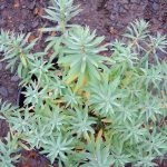 Euphorbia nicaeensis x 'Blue Haze'