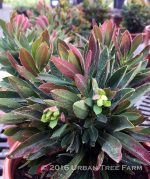 Euphorbia x martini 'Tiny Tim'