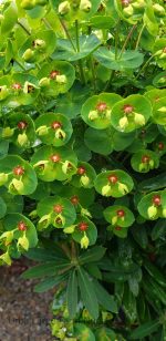 Euphorbia x martini 'Tiny Tim' - Image 3