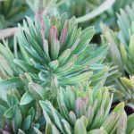 Euphorbia x martinii