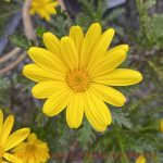 Euryops pectinatus 'Viridis'