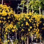 Euryops pectinatus 'Viridis' PATIO