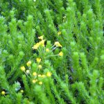 Euryops virgineus 'Tali'