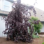 Fagus sylvatica 'Purple Fountain'