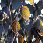 Fagus sylvatica 'Purpurea Pendula'