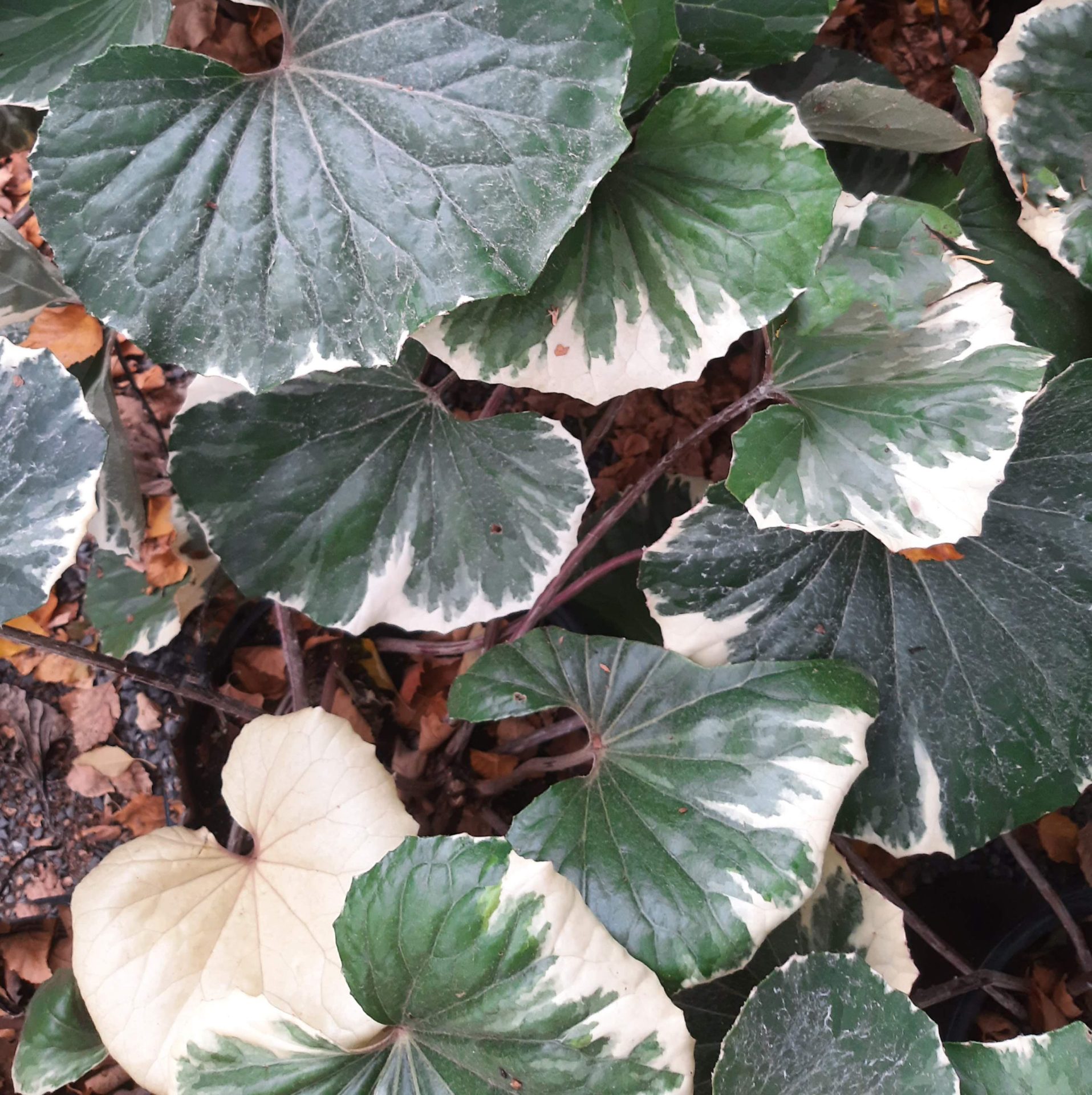 Farfugium-japonicum-Argenteum-a Farfugium japonicum 'Argenteum' - Image 1