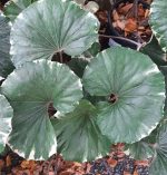 Farfugium japonicum 'Argenteum' - Image 2