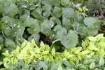 Farfugium japonicum 'Aureomaculatum'