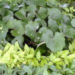 Farfugium japonicum 'Aureomaculatum'