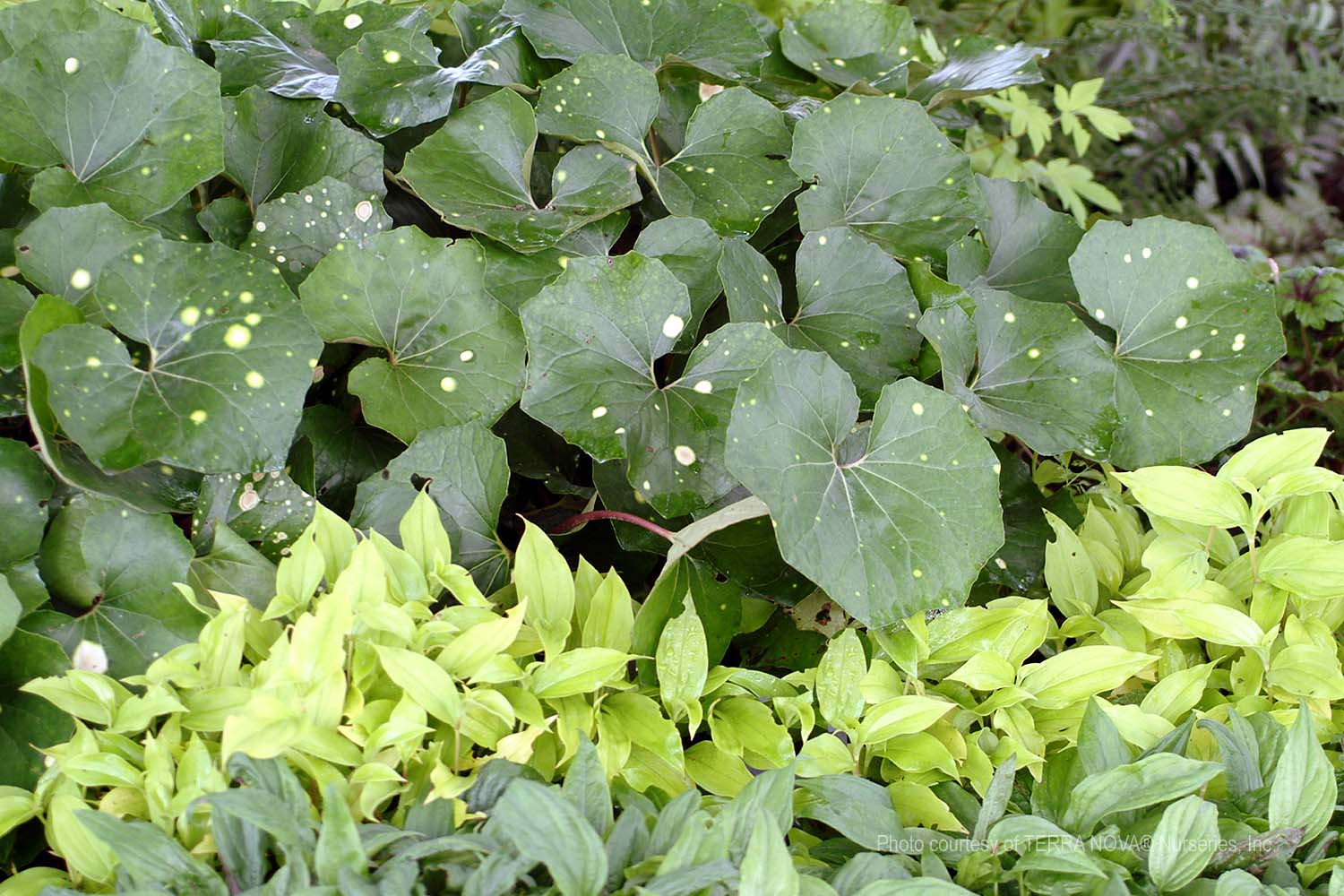 Farfugium-japonicum-Aureomaculatum-a Farfugium japonicum 'Aureomaculatum' - Image 1