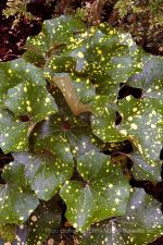 Farfugium japonicum 'Aureomaculatum' - Image 2