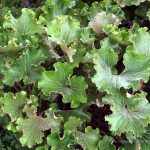 Farfugium japonicum 'Crispatum'