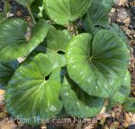 Farfugium japonicum 'Giganteum'