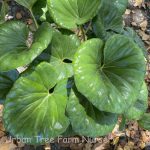 Farfugium japonicum 'Giganteum'