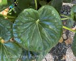 Farfugium japonicum 'Giganteum' - Image 2