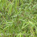 Fargesia angustissima