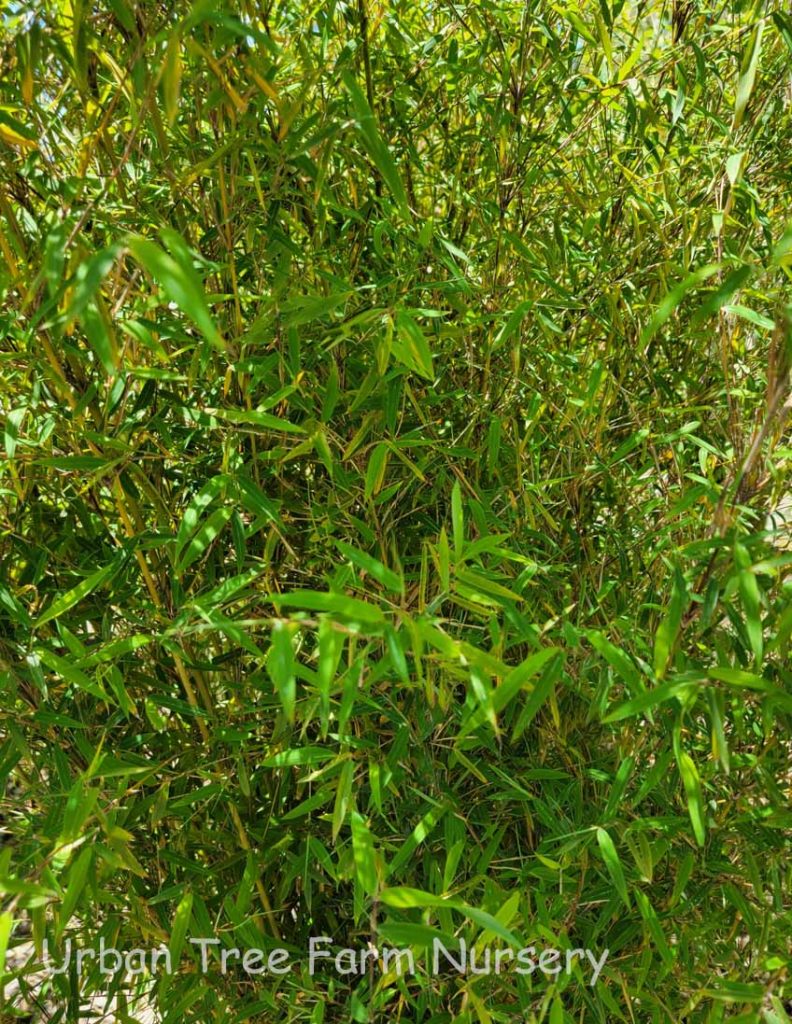 Fargesia angustissima Urban Tree Farm Nursery