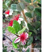 Feijoa sellowiana STD - Image 2